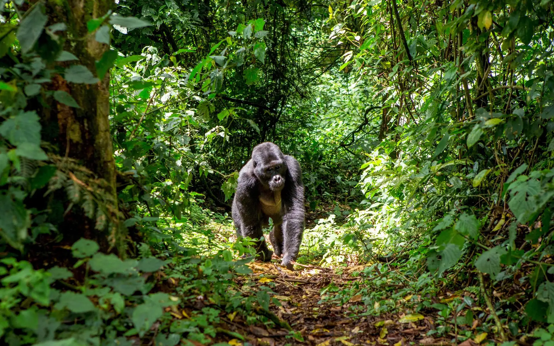 A silverback mountain gorilla walking a forest trail in Bwindi Impenetrable Forest